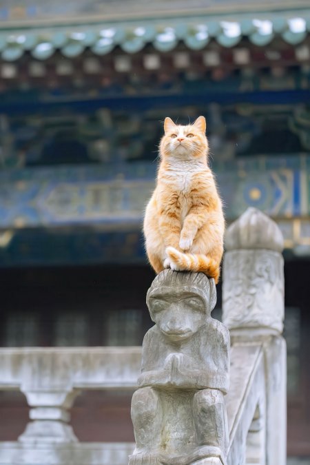 故宫石栏橘猫仰望治愈动物手机壁纸