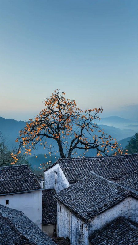 古村柿子树秋日山峦风景手机壁纸