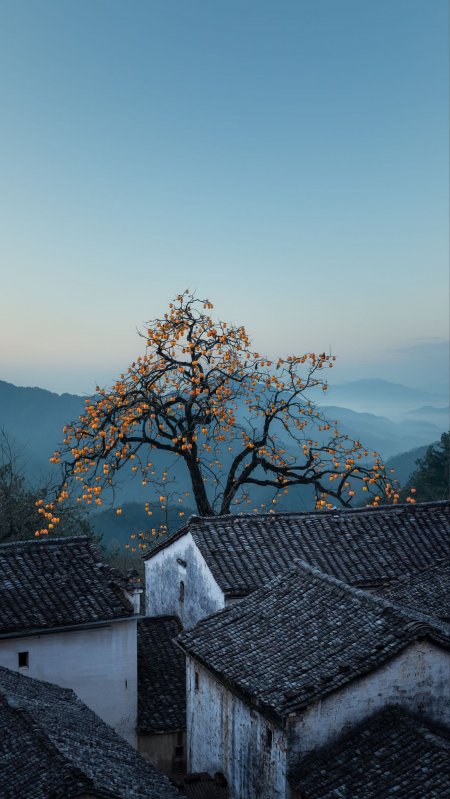 徽派古村满树红柿远山风景手机壁纸