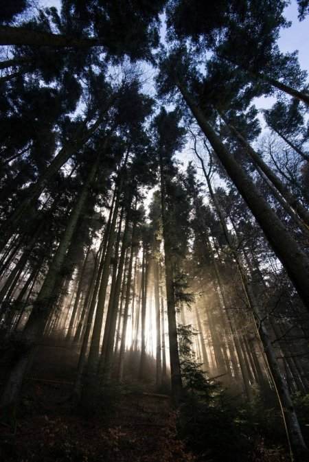 森林阳光丁达尔光柱风景手机壁纸