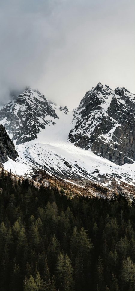 雪峰松林云雾冷调壮丽风景手机壁纸