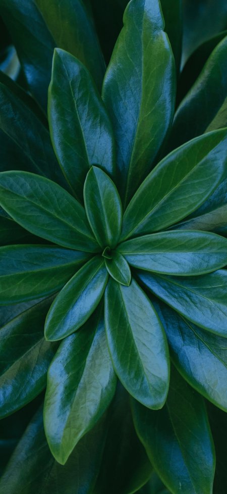 翠绿叶片放射俯拍护眼植物手机壁纸