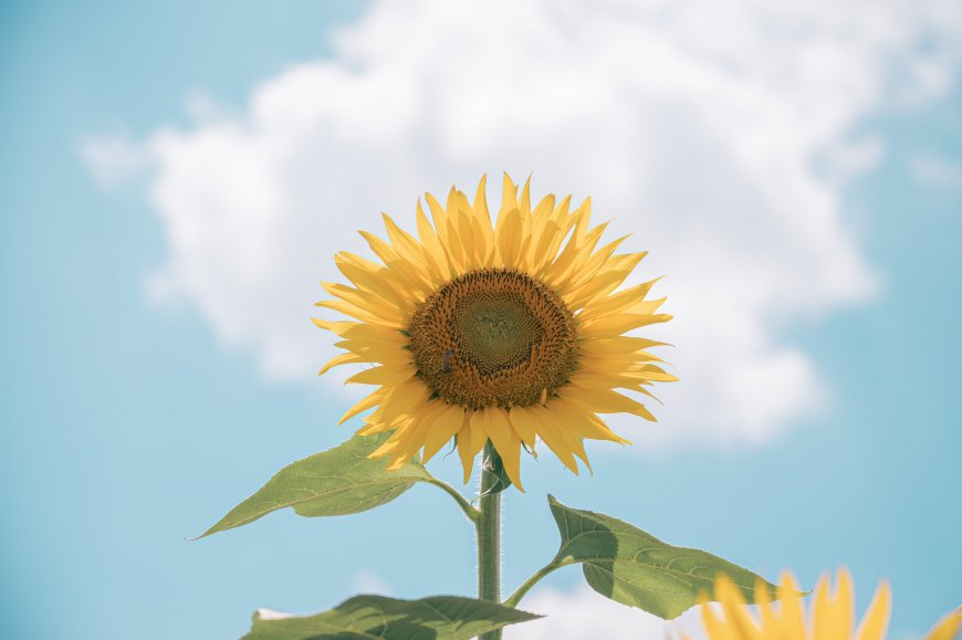 蓝天白云向日葵特写夏日风景电脑壁纸