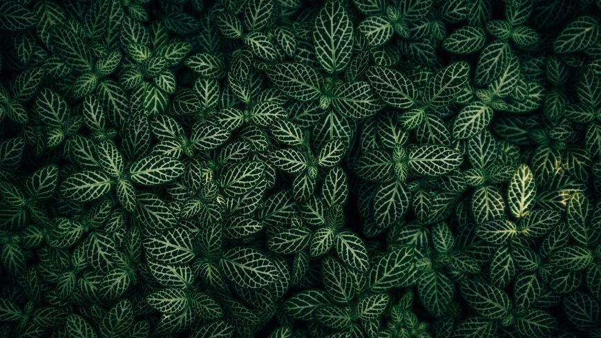 网纹草绿叶俯拍特写自然风景电脑壁纸