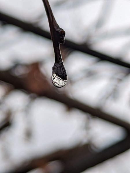 枯枝雨滴倒影微距唯美风景手机壁纸