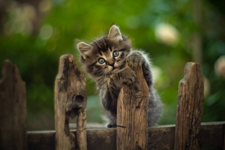 木栅栏探头花斑小猫猫可爱宠物动物电脑壁纸