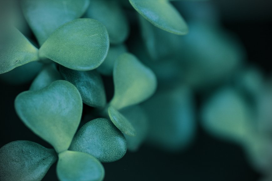 多肉绿叶微距浅景深植物电脑壁纸
