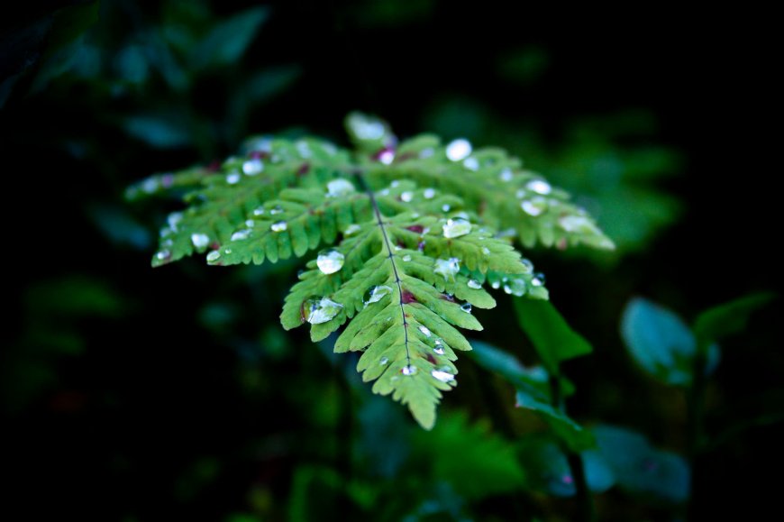 蕨叶雨滴特写微距绿意植物电脑壁纸