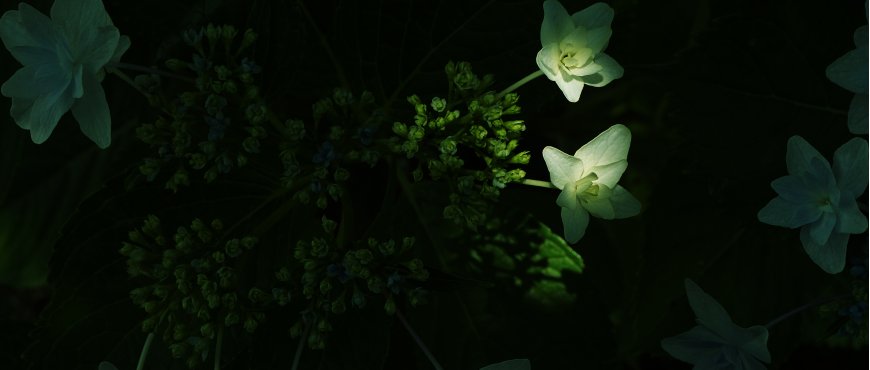 暗光绣球花特写微距绿色护眼植物电脑壁纸