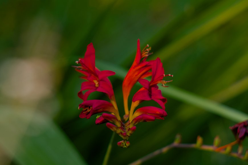 猩红火焰兰特写花朵风景电脑壁纸