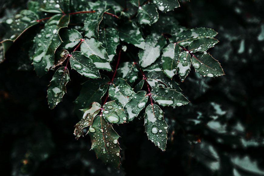 雨天后绿叶水珠暗色微距植物电脑壁纸