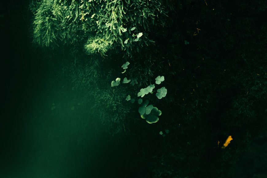 暗绿苔藓蕨叶微光特写风景电脑壁纸