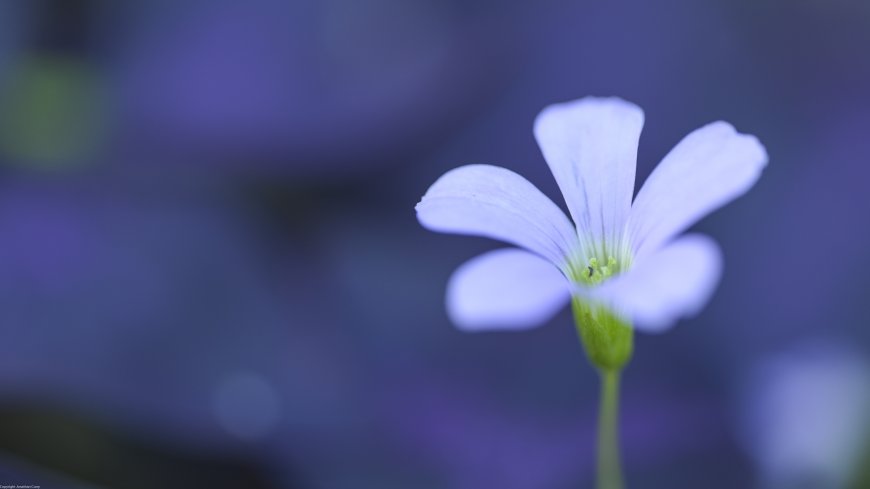 淡紫花朵虚化背景特写植物花卉电脑壁纸