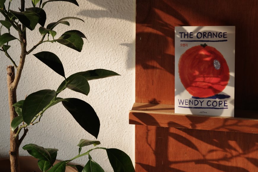 暖光绿植The Orange书籍木架光影静物摄影电脑壁纸