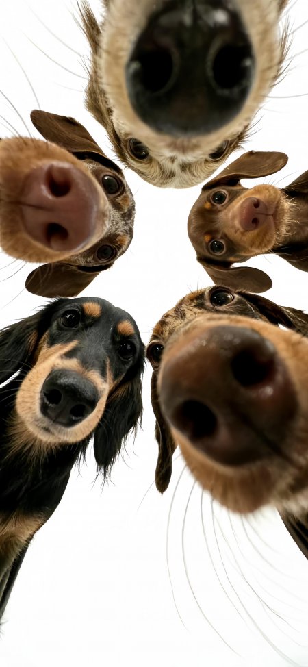 可爱五只腊肠犬围镜头狗狗动物手机壁纸