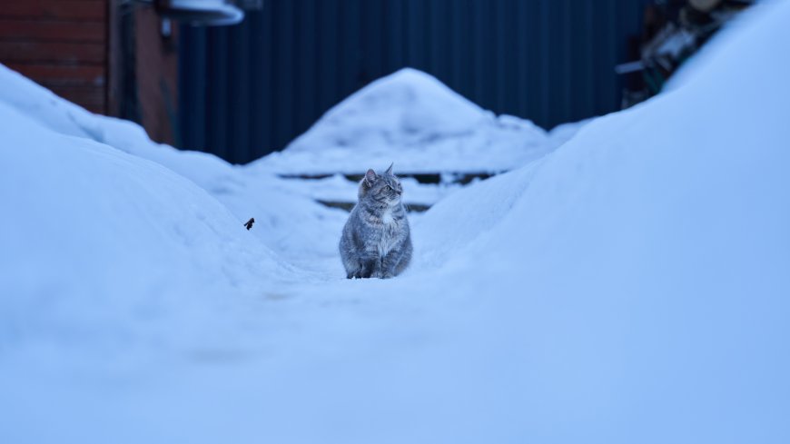 灰猫雪地小巷端坐凝视冬日动物摄影电脑壁纸