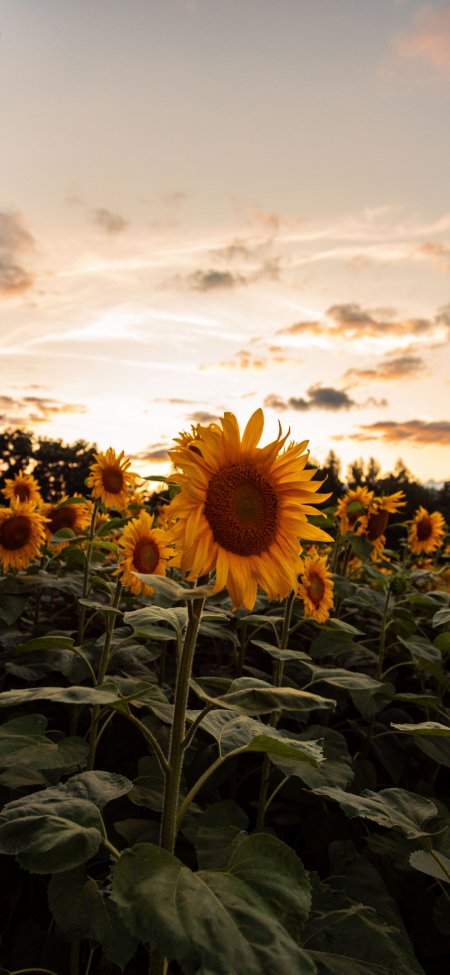 向日葵花田夕阳金黄风景手机壁纸