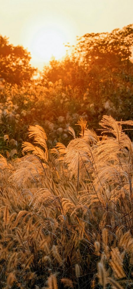 芦苇丛夕阳金辉暖橙风景手机壁纸