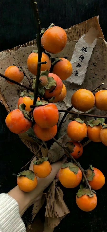 柿子丰收枝头挂橙红静物特写手机壁纸