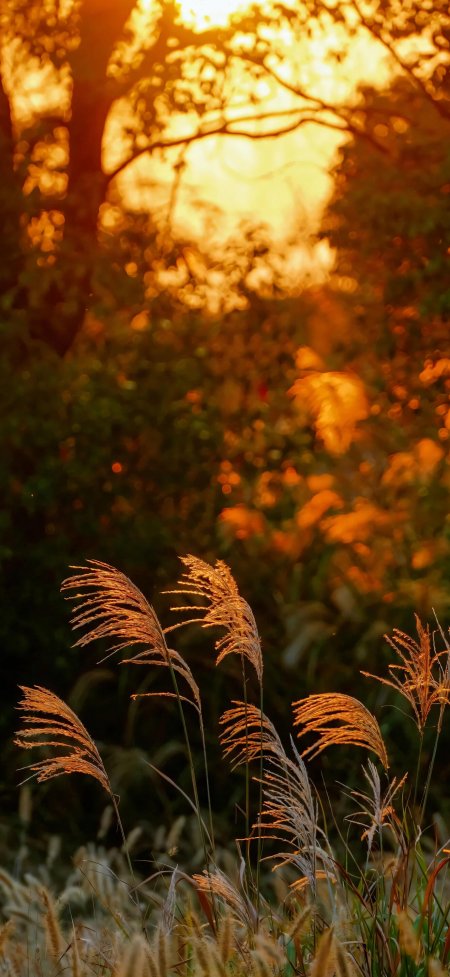 芦苇摇曳夕阳金辉暖橙风景手机壁纸