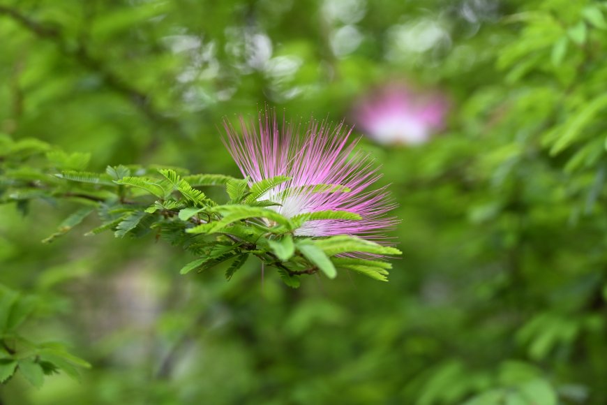 粉红绒花绿叶簇拥清新花卉植物电脑壁纸