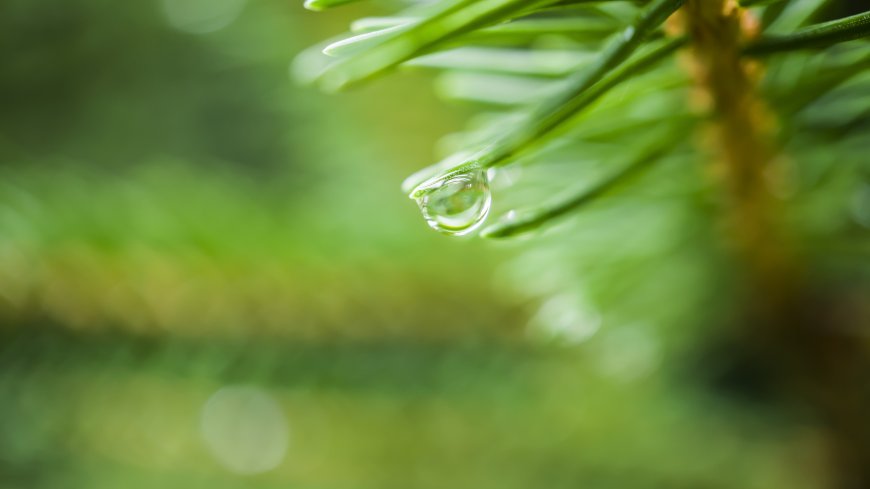 松针水滴晶莹剔透翠绿自然风景电脑壁纸