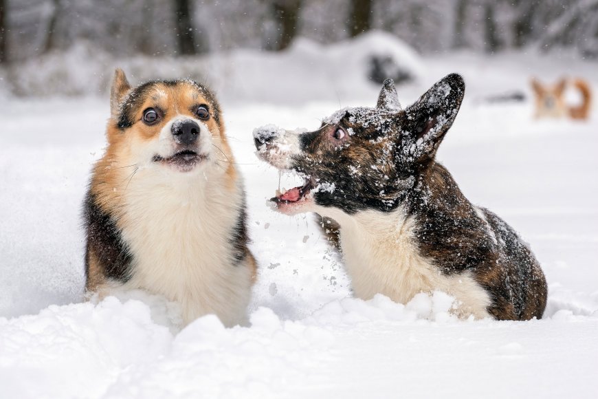 柯基犬雪中嬉戏甩雪萌宠电脑壁纸