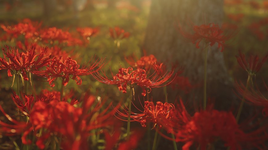 彼岸花丛夕阳映照暖红花卉植物电脑壁纸