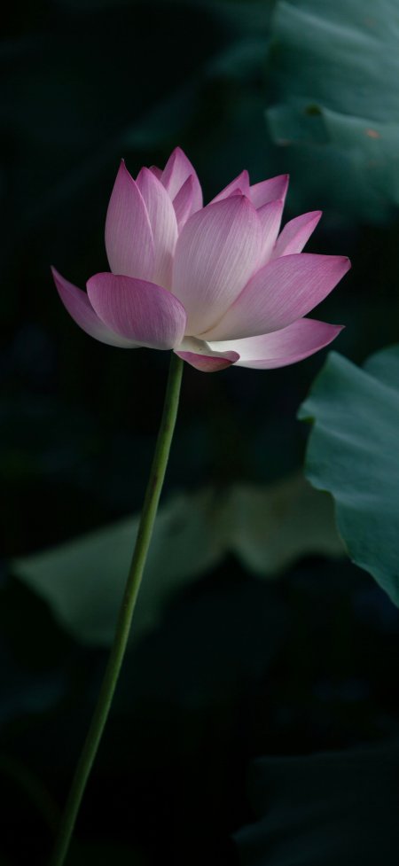粉莲绽放柔光暗绿花卉植物手机壁纸