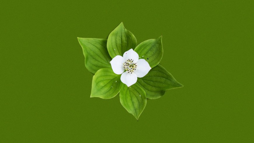 白花绿叶清新自然花卉植物电脑壁纸