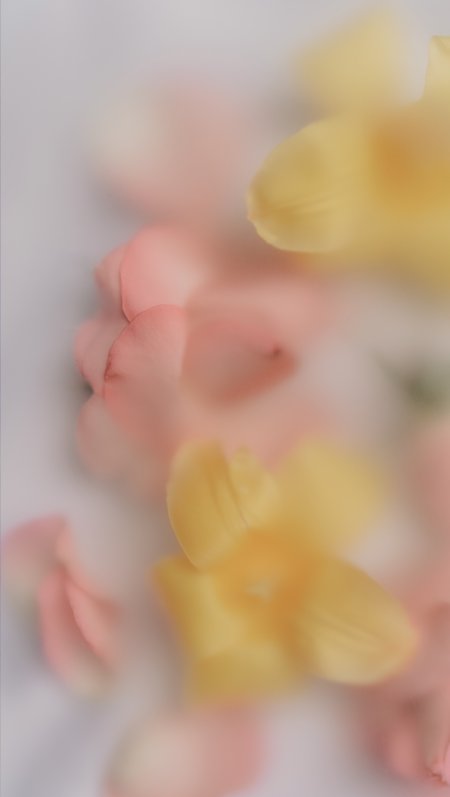 粉黄花瓣柔焦朦胧粉紫花卉植物手机壁纸