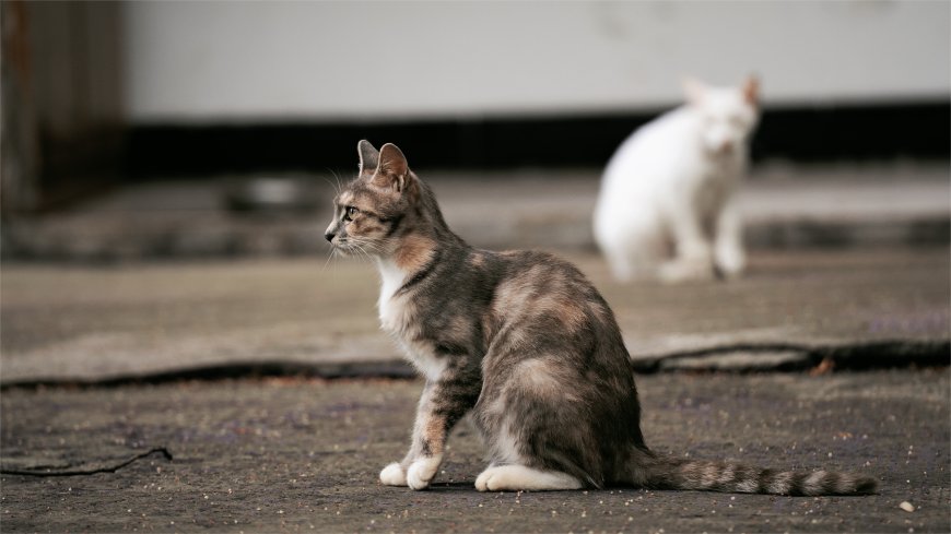 灰白狸花猫侧坐凝望暗灰萌宠电脑壁纸