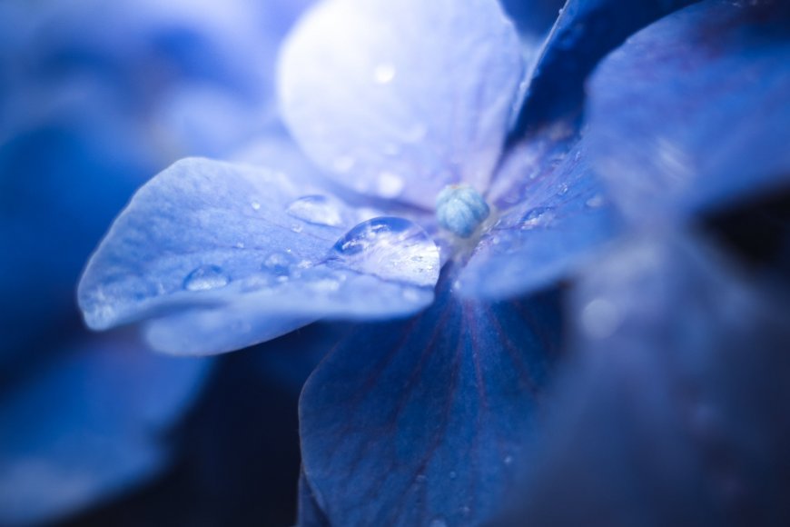 蓝色绣球花水珠晶莹蓝紫花卉植物电脑壁纸