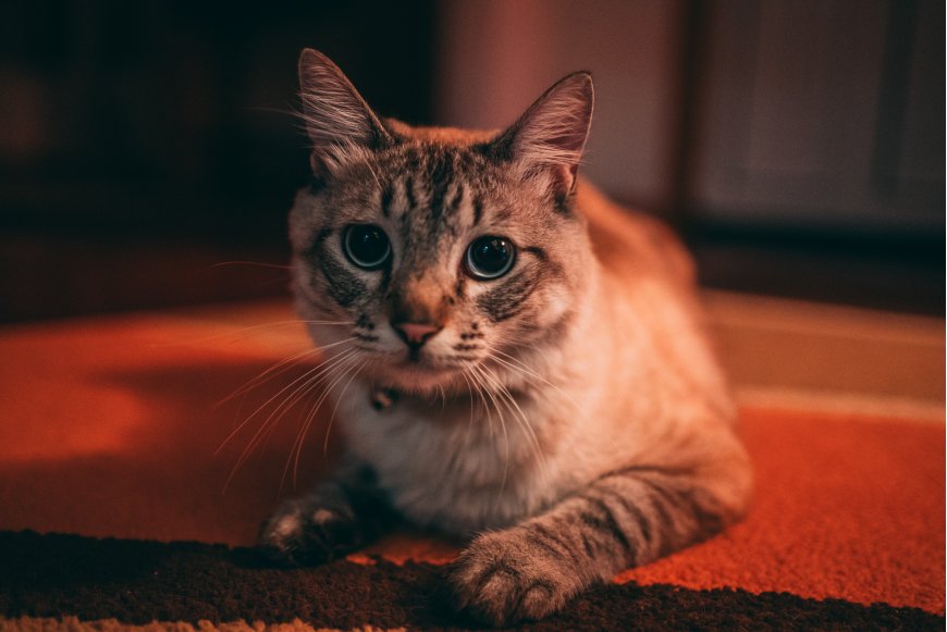 虎斑猫凝视镜头暖橙萌宠电脑壁纸