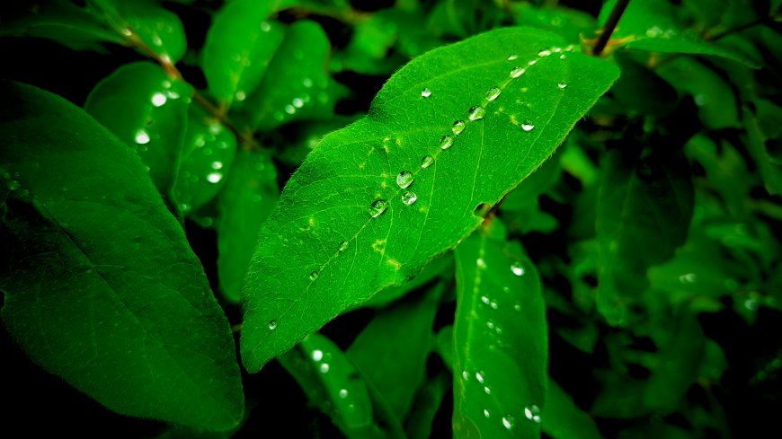 绿叶水珠晶莹剔透翠绿花卉植物电脑壁纸
