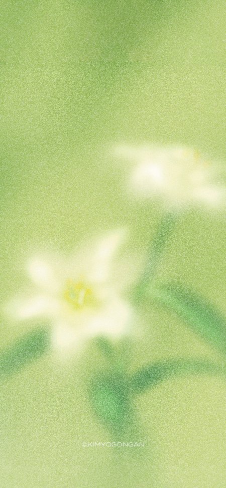 白花绽放浅绿朦胧花卉植物手机壁纸