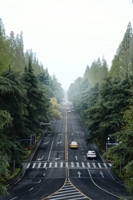 林荫大道雨后清新灰绿城市风景手机壁纸