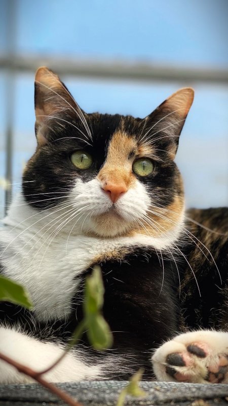 三花猫绿眼凝视蓝白萌宠手机壁纸