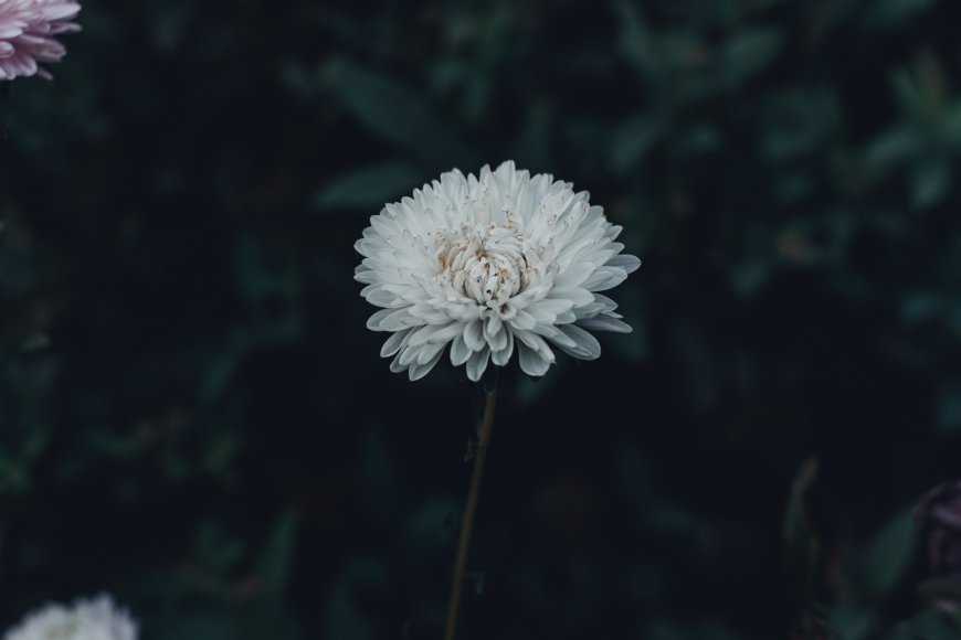 白菊绽放暗绿背景花卉植物电脑壁纸