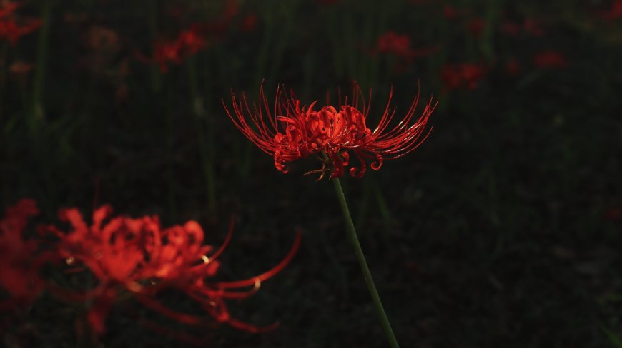 彼岸花绽放暗红花卉植物电脑壁纸