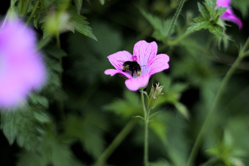 粉花蜜蜂采蜜绿意花卉植物电脑壁纸