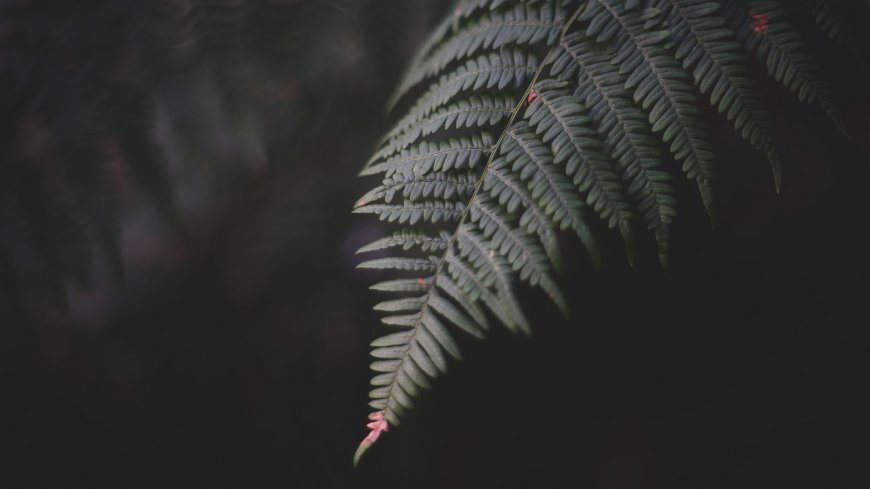 蕨叶细密青绿暗调花卉植物电脑壁纸