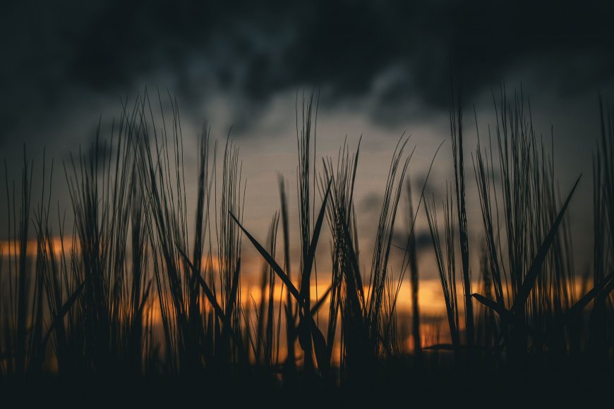 芦苇剪影夕阳余晖暗金风景电脑壁纸