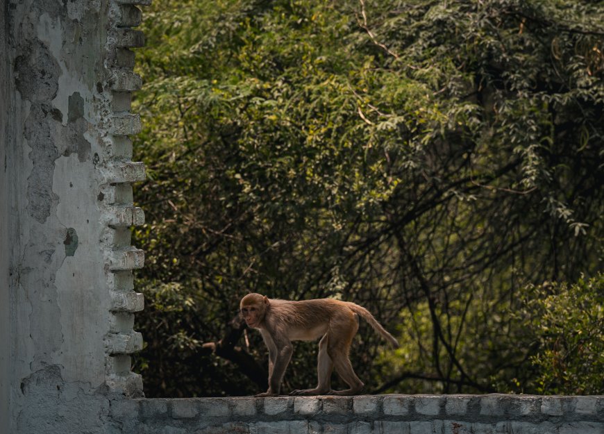 猕猴墙头行走绿荫自然风景电脑壁纸