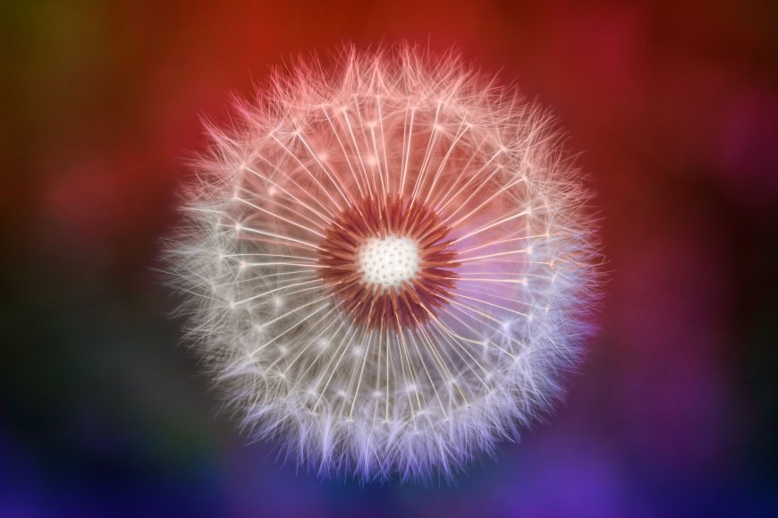 蒲公英种子绒球梦幻紫红花卉植物电脑壁纸