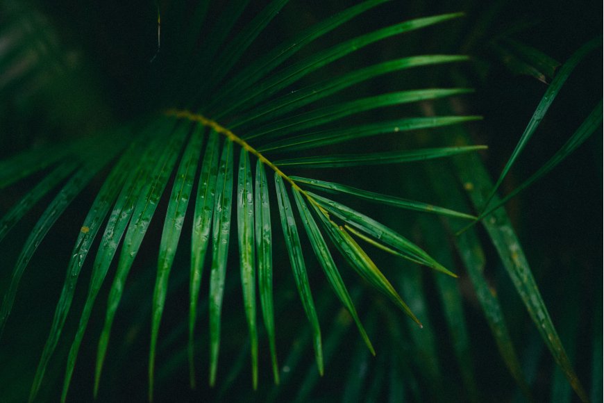 热带棕榈叶水珠滴落深绿植物电脑壁纸