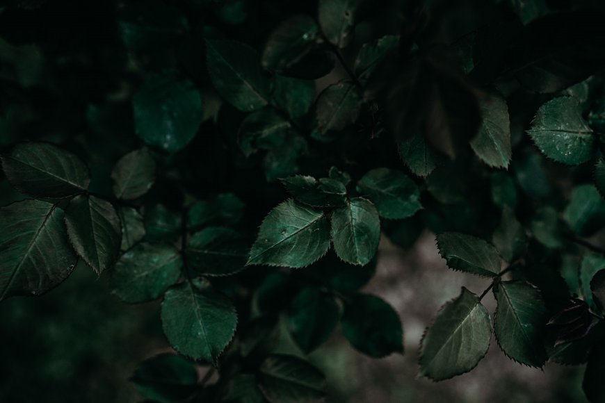 深绿叶丛微光斑驳暗绿花卉植物电脑壁纸