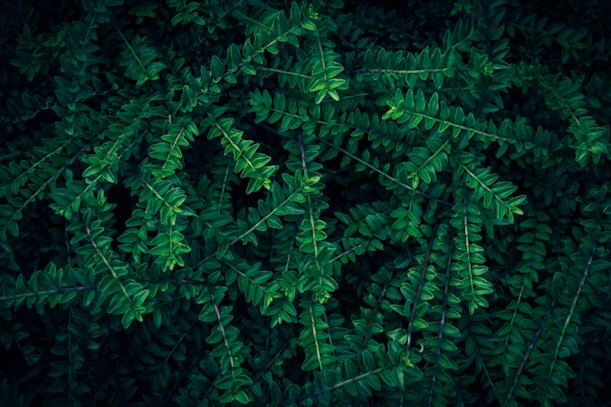 深绿叶片密集生长暗绿花卉植物电脑壁纸