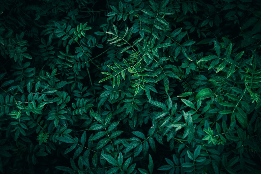 深绿叶片密集生长暗绿花卉植物电脑壁纸