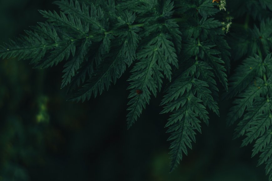 深绿羽状叶片静谧暗调花卉植物电脑壁纸